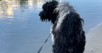 marjorie pet sitter à CALUIRE ET CUIRE 69300_0