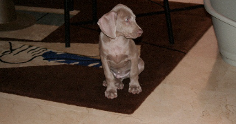 clara pet sitter à PARIS 07 75007_2