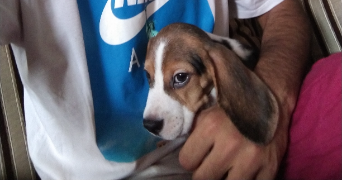 vibhor dog sitter à MONTROUGE 92120_7