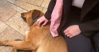 valentine pet sitter à MONTPELLIER 34090_2