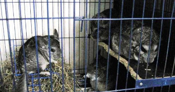 françoise pet sitter à AVIGNON 84000_3