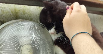 leelou pet sitter à VALENCE 26000_2