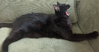 louis et jéromine  pet sitter à PARIS 10 75010_6