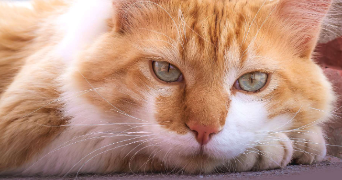 sandrine pet sitter à AGDE 34300_3
