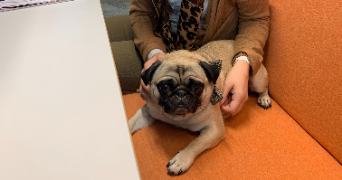 ambre pet sitter à MAUBEC 84660_2