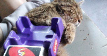 marie pet sitter à BAGNEUX 92220_3