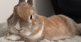maËline pet sitter à PARIS 17 75017_3