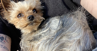 emma pet sitter à DIJON 21000_1