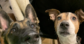 maeva pet sitter à Lyon 69005_1