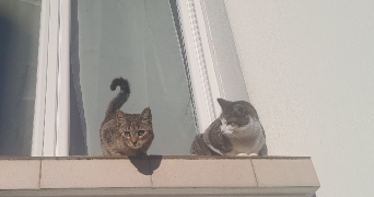 lucie pet sitter à QUESTEMBERT 56230_0
