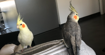 ilona pet sitter à HAGONDANGE 57300_3