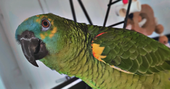 mélanie pet sitter à L HAY LES ROSES 94240_1