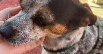mariana pet sitter à LYON 08 69008_5