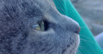 passionnée pet sitter à GAILHAN 30260_4