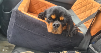 julie pet sitter à TINCHEBRAY BOCAGE 61800_3
