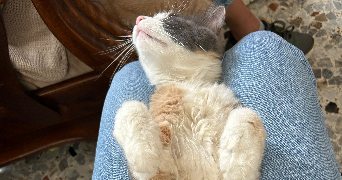 danton pet sitter à BORDEAUX 33000_3