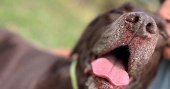 valerie pet sitter à ROMANS SUR ISERE 26100_5