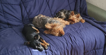 cassandra pet sitter à BAZICOURT 60700_5