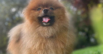 alma pet sitter à ISSY LES MOULINEAUX 92130_3