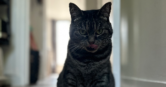 estelle pet sitter à MALAUNAY 76770_2
