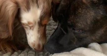 eijiro pet sitter à LYON 01 69001_4