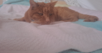 claudia pet sitter à OLIVET 45160_3