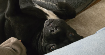 neilina pet sitter à NANTES 44100_3