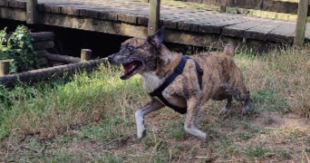 léonie pet sitter à PESSAC 33600_8