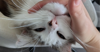 chrysoula pet sitter à BREST 29200_4