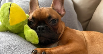 océane pet sitter à LA COUTURE 62136_5