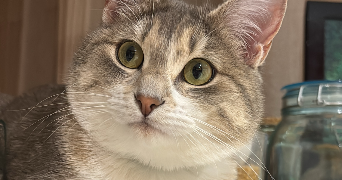 léane pet sitter à AMIENS 80080_2