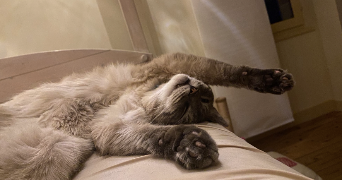 stella pet sitter à Bellevigny 85170_3