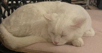 eva pet sitter à Amiens 80000_1