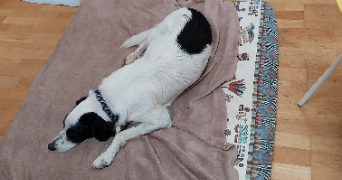 yacine pet sitter à GRABELS 34790_8