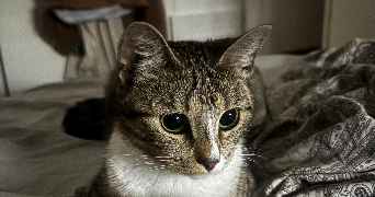 chris pet sitter à ROUEN 76000_2