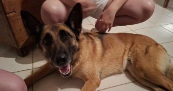 julia pet sitter à Niort 79000_22