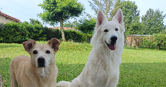 lisa pet sitter à ST JEAN D HEURS 63190_1