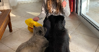 shana pet sitter à BRIE COMTE ROBERT 77170_2