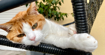 elisa pet sitter à LE RHEU 35650_2