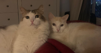 helena pet sitter à ALFORTVILLE 94140_3