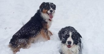 ruby pet sitter à REALMONT 81120_1