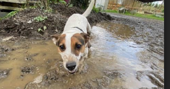 léna pet sitter à MOUAZE 35250_0