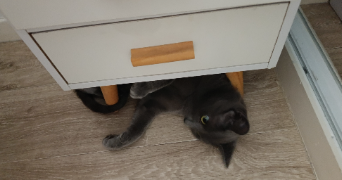 marie pet sitter à LAUNAGUET 31140_4