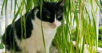 jennifer pet sitter à ANTIBES 06600_2