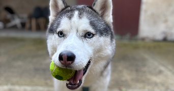 diane pet sitter à MAREIL MARLY 78750_9