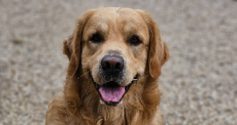marlene pet sitter à AUNEAU BLEURY ST SYMPHORIEN 28700_77