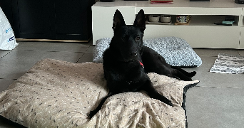 marie et josik  pet sitter à SOTTEVILLE LES ROUEN 76300_8