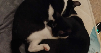 elisa pet sitter à BESANCON 25000_0