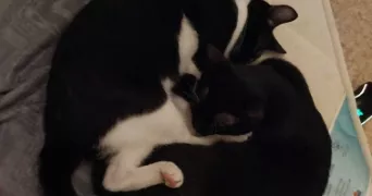 elisa pet sitter à BESANCON 25000