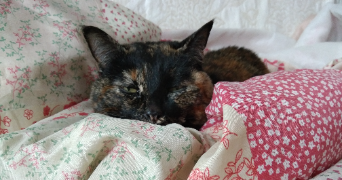 sophie pet sitter à ERAGNY 95610_3